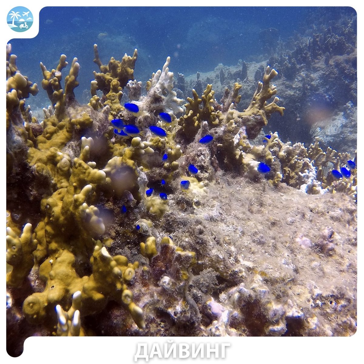 🤿 Diving (дайвинг) — фото 5
