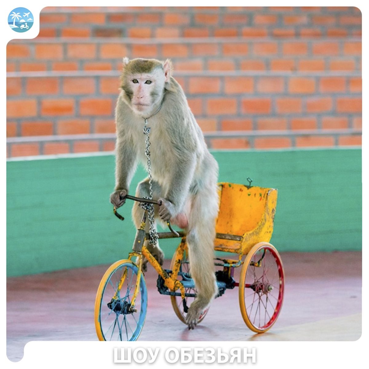 🐒 Острова Обезьян и Орхидей — фото 6