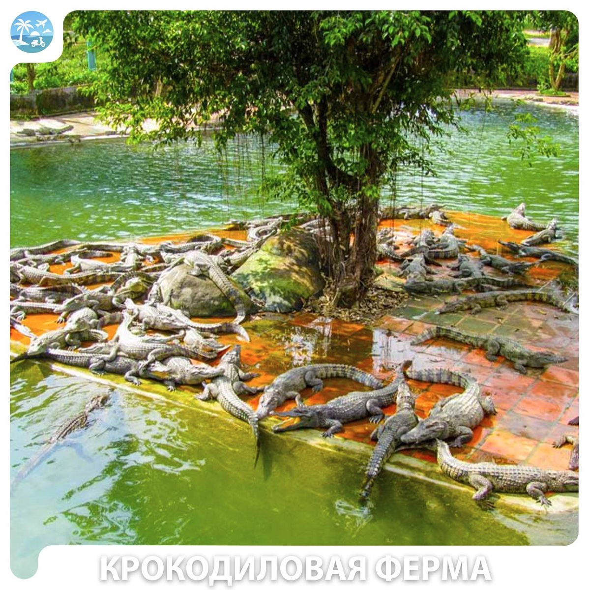 🌿 Эко-парк Янг Бэй — фото 2